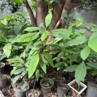 فروش نهال آووکادو|گل و گیاه طبیعی|نوشهر, |دیوار