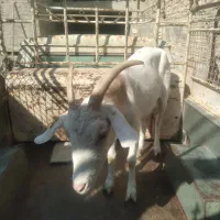 فروش بز دورگ سانا جوان وشیرا|حیوانات مزرعه|یزد, |دیوار