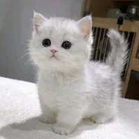 سرپرستی گربه برعهده میگیرم