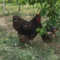 ۳عدد خروس ۱ساله نژاد دار