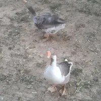 دو عدد غاز خانگی