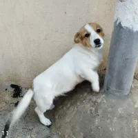 فروش توله سگ نر ۴ماهه وسترن