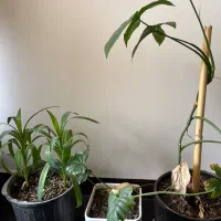 مجسمه|مجسمه، تندیس، ماکت|شوشتر, |دیوار