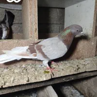 کبوتر پرشی|پرنده|رامسر, |دیوار