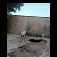 واگذاری دوگو آرژانتینو‌ توله تازه ماده ۵ عدد|سگ|بروجن, |دیوار