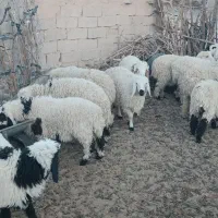 بره|حیوانات مزرعه|خاش, |دیوار