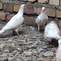 بیست عدد حیون  نرو ماده قاطی جوجه هم هست