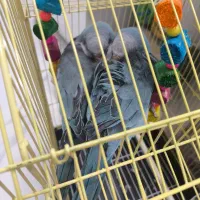 طوطی راهب|پرنده|رودان, |دیوار