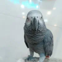 سرپرستی نقدی انواع پرنده