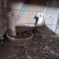 کبوتر|پرنده|ورامین, خیر آباد|دیوار