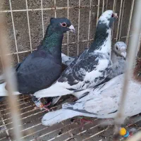 ۵ تعدد دورگ