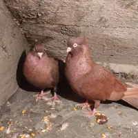 کبوتر صرب|پرنده|بندر امام خمینی, |دیوار