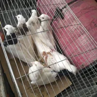 شونی دمبی|پرنده|معمولان, |دیوار