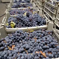 انگور دیمی سردشت درجه یک|خوردنی و آشامیدنی|تهران, میدان میوه و تره‌بار مرکزی|دیوار