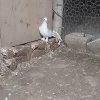 کبوتر پرشی|پرنده|گرمی, |دیوار