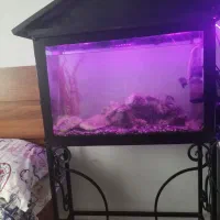 اکواریوم بزرگ با تمام لوازم مرجان های خواص|ماهی|قائم‌شهر, |دیوار