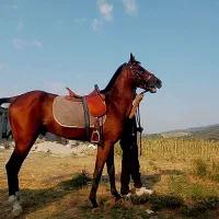 نریان ترکمن