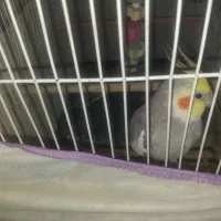 جفت عروس هلندی اهویی مفت|پرنده|تربتحیدریه, کاشانی|دیوار