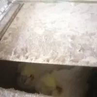 جفت عروس باجوجه|پرنده|داراب, |دیوار