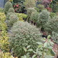 لاوسون، شمشاد،سیکاس،نهال میوه