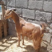 دوراس بزپاکستانی دوقلوزاجوان هردوآبستن 3ماه|حیوانات مزرعه|جیرفت, |دیوار