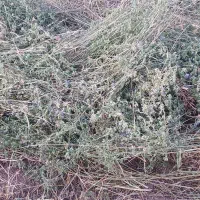 یونجه|گل و گیاه طبیعی|اهر, |دیوار