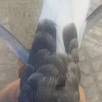 کفتر سرور دم سفید جفت|پرنده|شیراز, تندگویان|دیوار