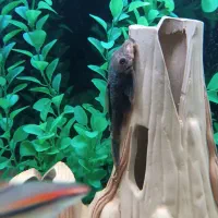 ردلاین سیلور شارک|ماهی|بروجرد, |دیوار