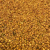 بذر یونجه رنجر|گل و گیاه طبیعی|شیراز, شهرک گلدشت حافظ‎|دیوار