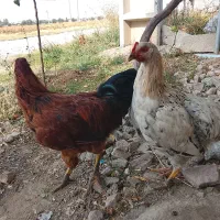 مرغ وخروس بوقلموی جوان
