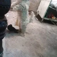 سگ پاکوتا