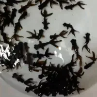 فروش ماهی قرمز تلسکوپی کوی گلفیش|ماهی|سنگر, |دیوار