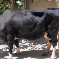 خریدوفروش گاو و گوسفند شکسته