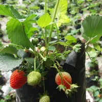 بوته توت فرنگی پر محصول