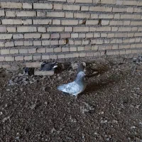 کفترپرشی رنگی|پرنده|حمیدیه, |دیوار