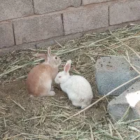 خرگوش|موش و خرگوش|کرمان, |دیوار