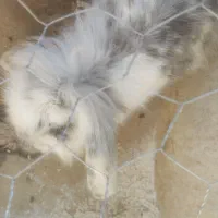 خرگوش خونگی|موش و خرگوش|مرودشت, کناره|دیوار