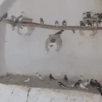 20جفت فنچ نرگسی و زبرا