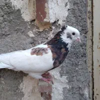 کفتر