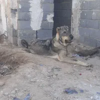 توله سگ