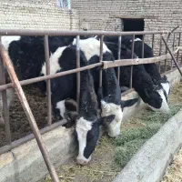 ۴ عدد گوساله ماده جنس اماده تلقیح