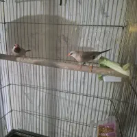 فنچ کرواتی  شکلاتی سوپر سایزجفت با تخم