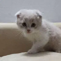 گربه|گربه|مشهد, خواجه ربیع|دیوار