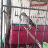 قناری نر طوسی