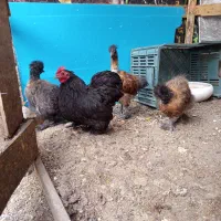 مرغ و خروس زینتی