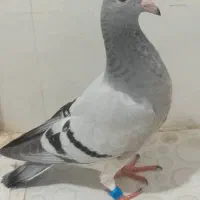 حراج یافروشی هستن