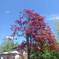 گل های تکی و چندتایی|گل و گیاه طبیعی|کلاچای, |دیوار