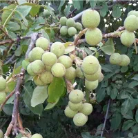 نهالستان میوه و گردو های پربار پالیز