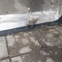 کبوتر صید شده