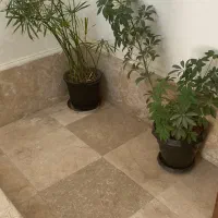 گل طبیعی|گل و گیاه طبیعی|گلبهار, شهر جدید گلبهار|دیوار